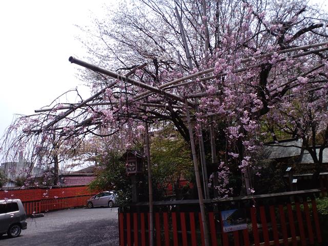 枝垂桜