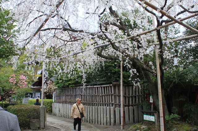 渓仙桜