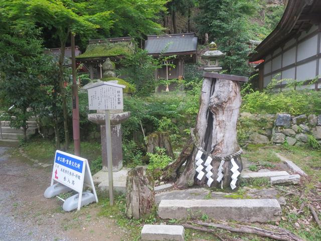 椋の霊樹