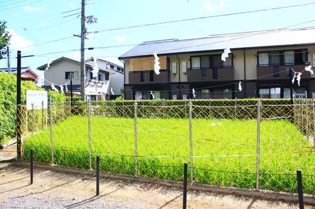 神饌田