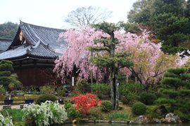 法金剛院