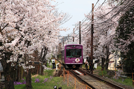 鳴滝 桜のトンネル