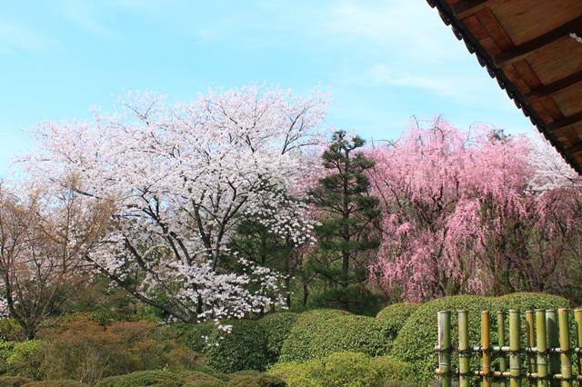 回遊庭園(桜苑)