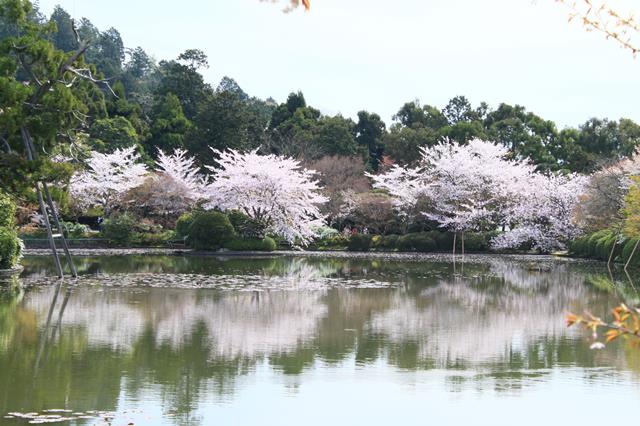 鏡容池