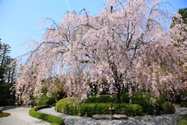 妙心寺 退蔵院