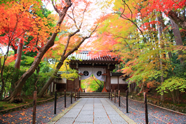 光明寺(粟生光明寺)