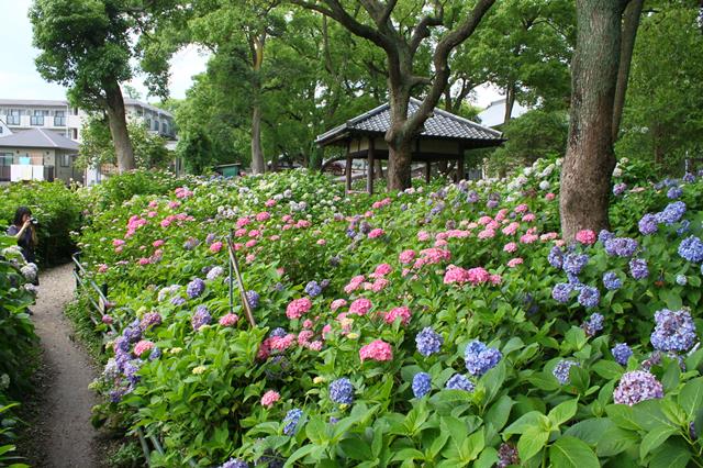 第一紫陽花苑