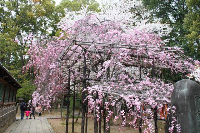 枝垂桜