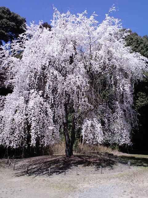 大山桜