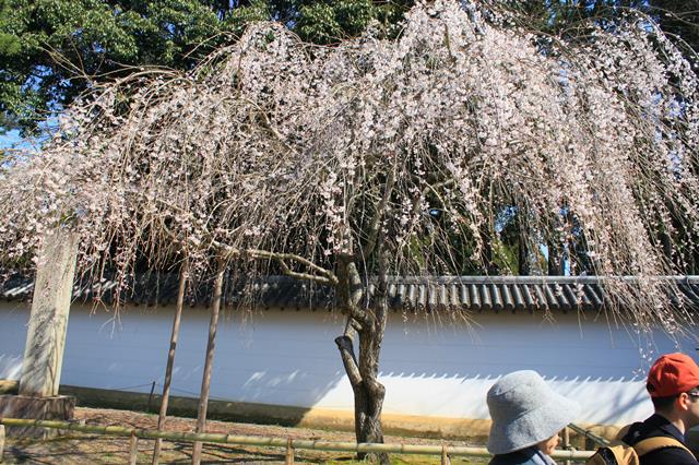 枝垂桜