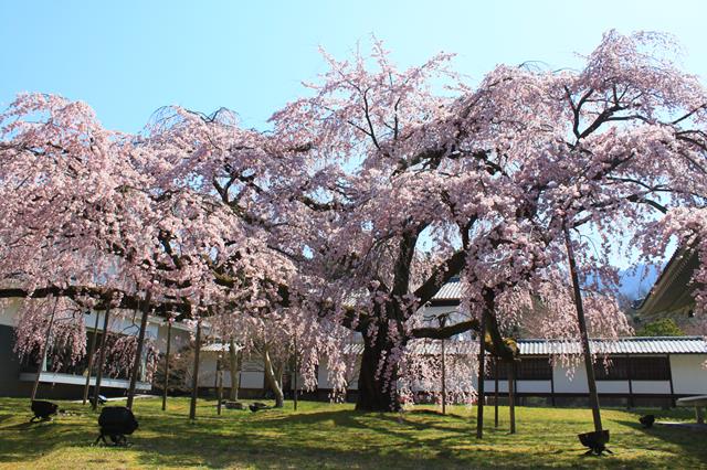 醍醐深雪桜