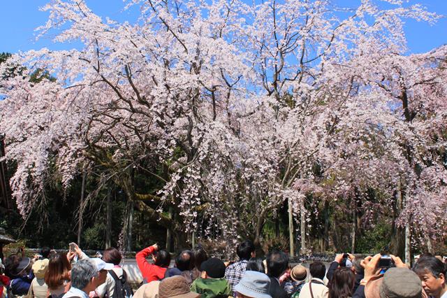 枝垂桜