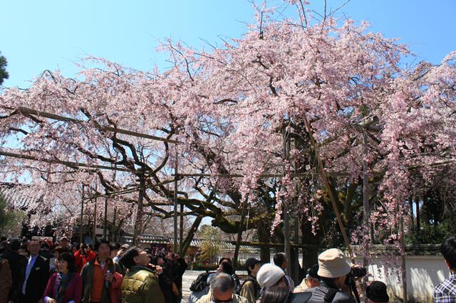 太閤しだれ桜(土牛の桜)