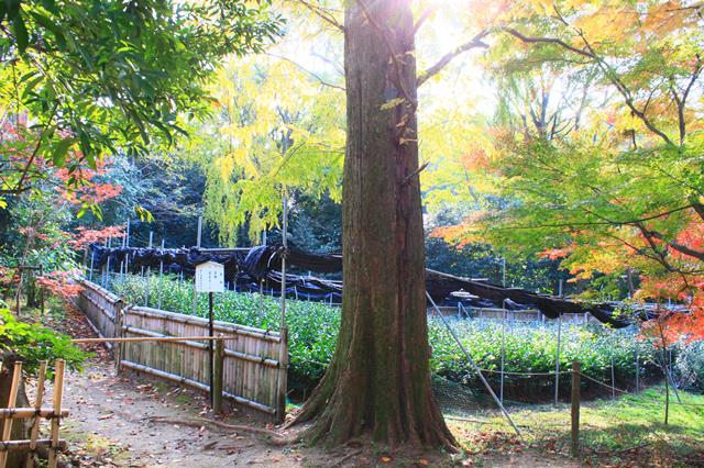 雄徳山茶園