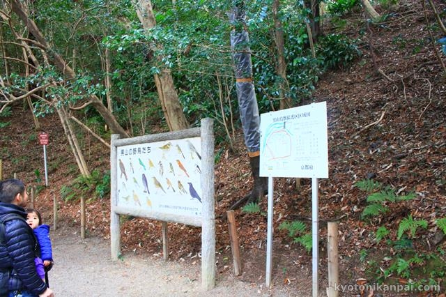 男山の野鳥たち