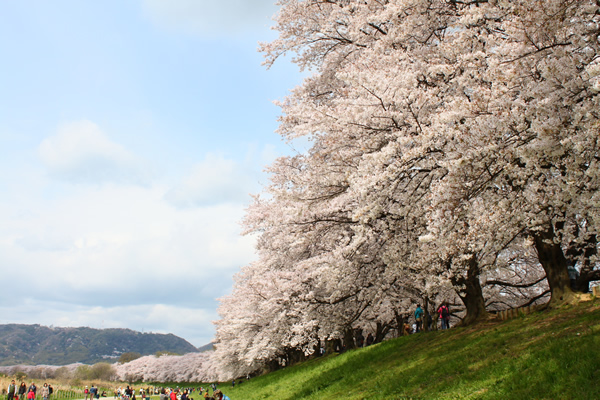 淀川河川公園背割堤地区