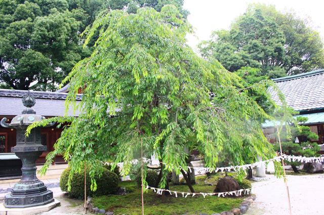 紅しだれ桜