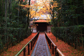 大徳寺 高桐院