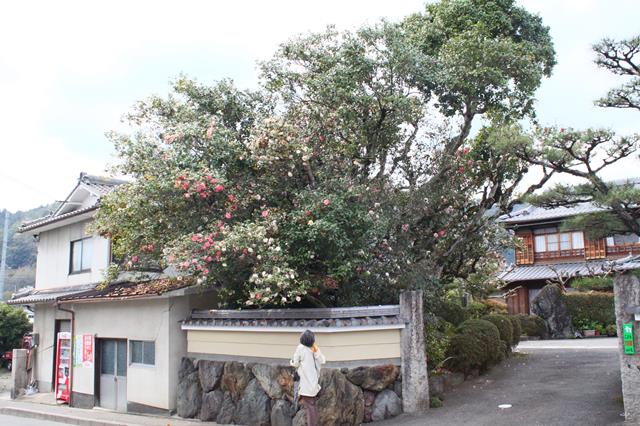 柊野の散り椿(奥村家)