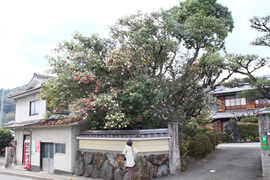 柊野の散り椿(奥村家) 京都観光