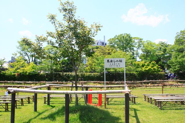 馬出しの桜