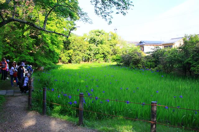 大田沢(カキツバタ)