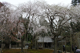 常照皇寺