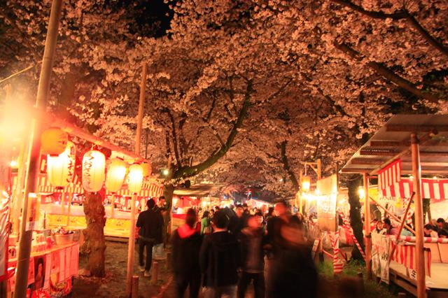 平野神社 観光情報 京都に乾杯